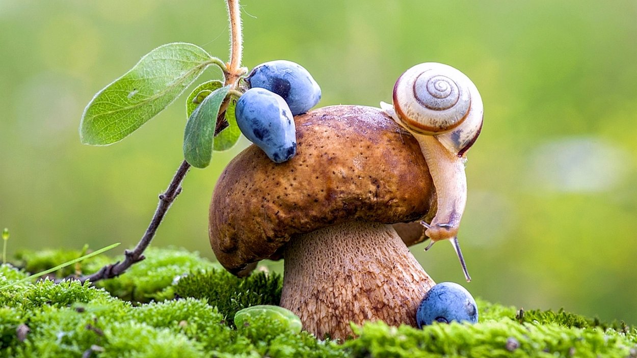 Улитка осень