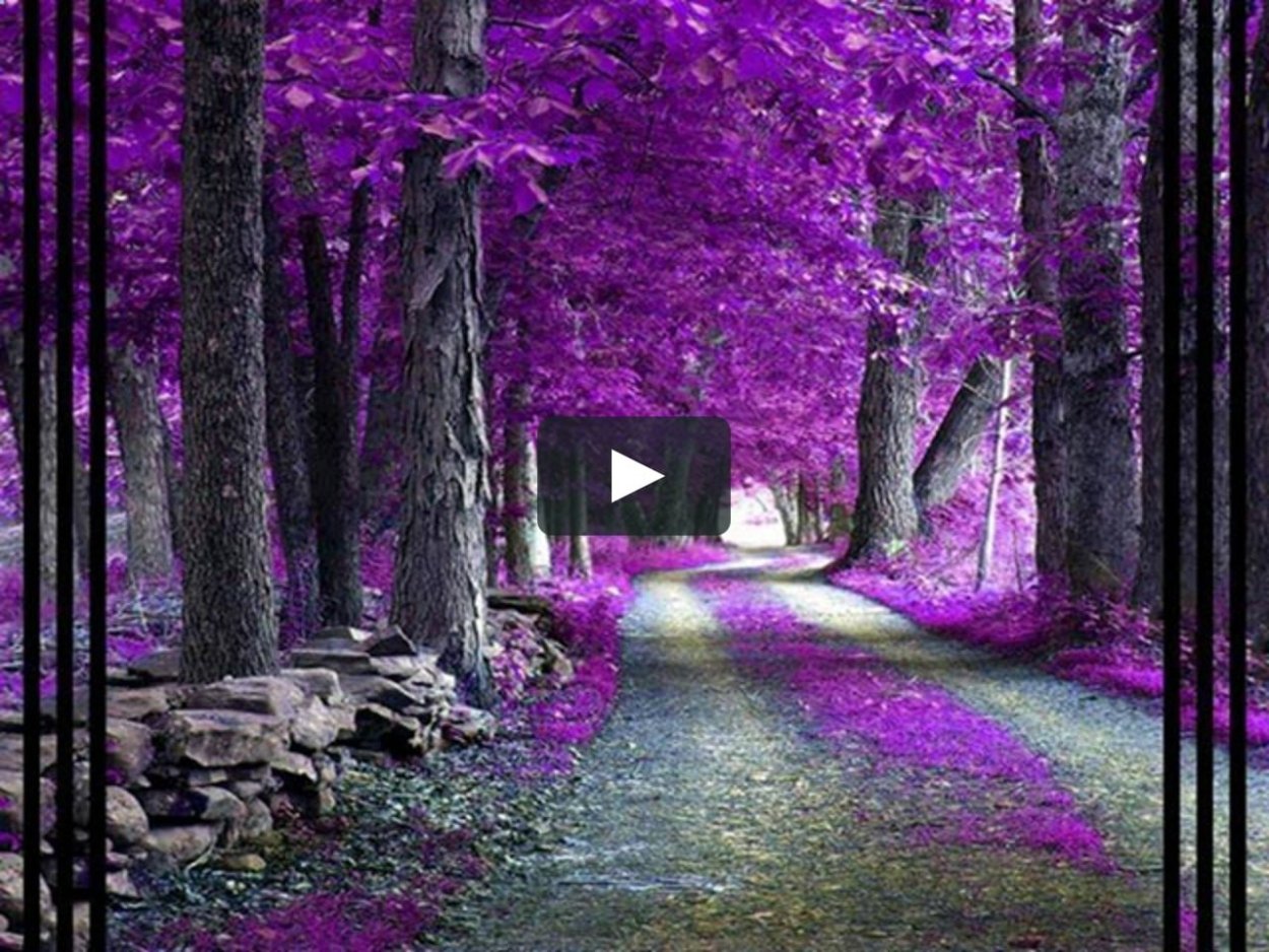 Лесные фиалки