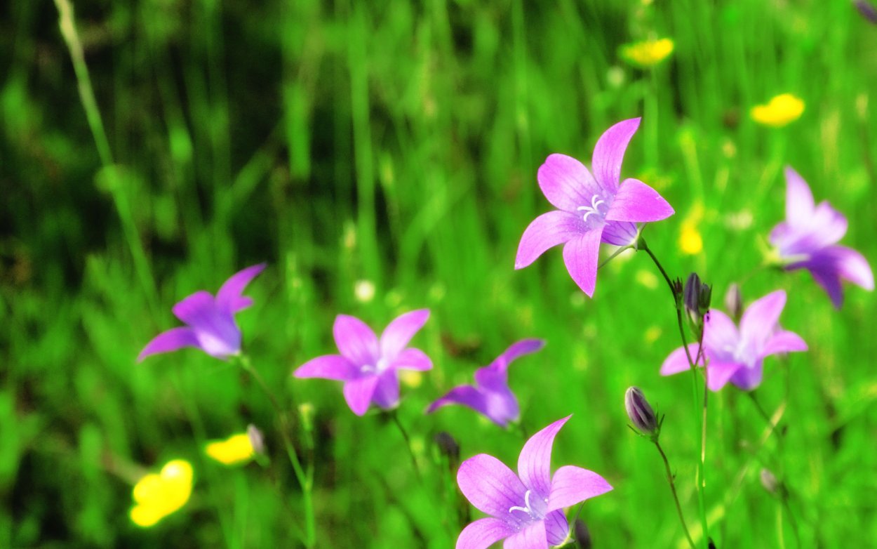 Лесные цветы