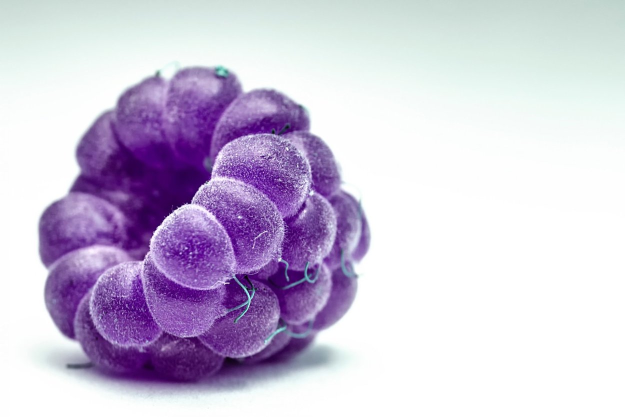 Ягоды фиолетового цвета