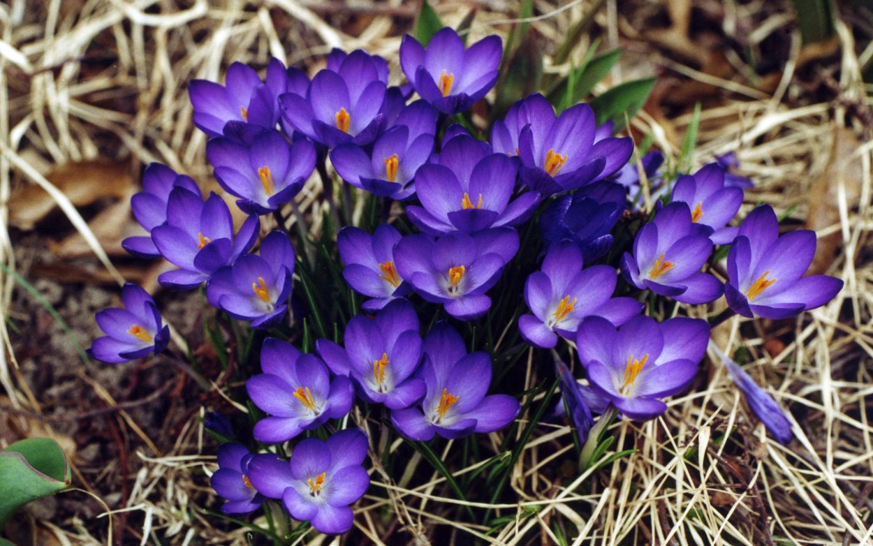 Фиолетовые экзотические цветы