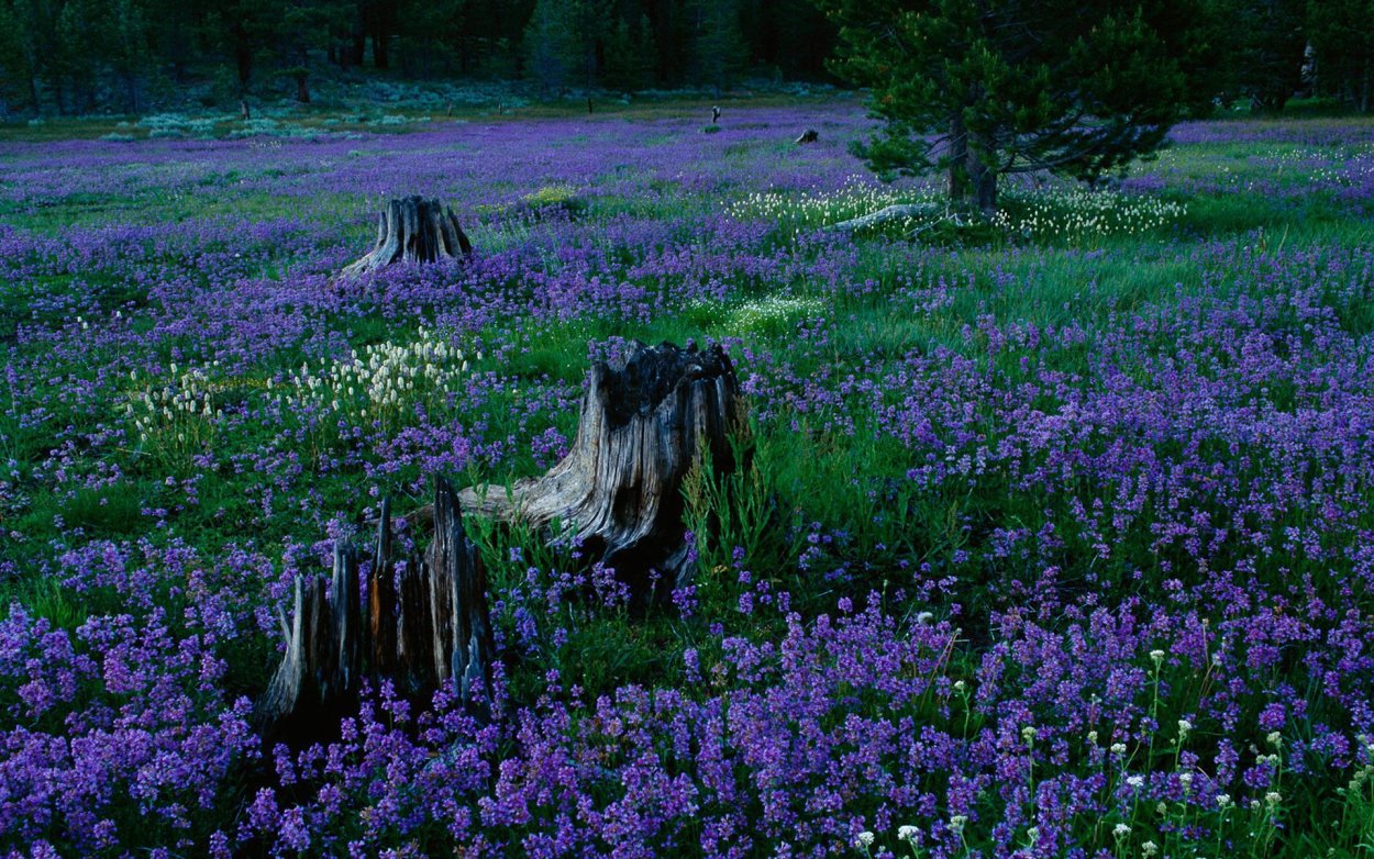Печёночница обыкновенная