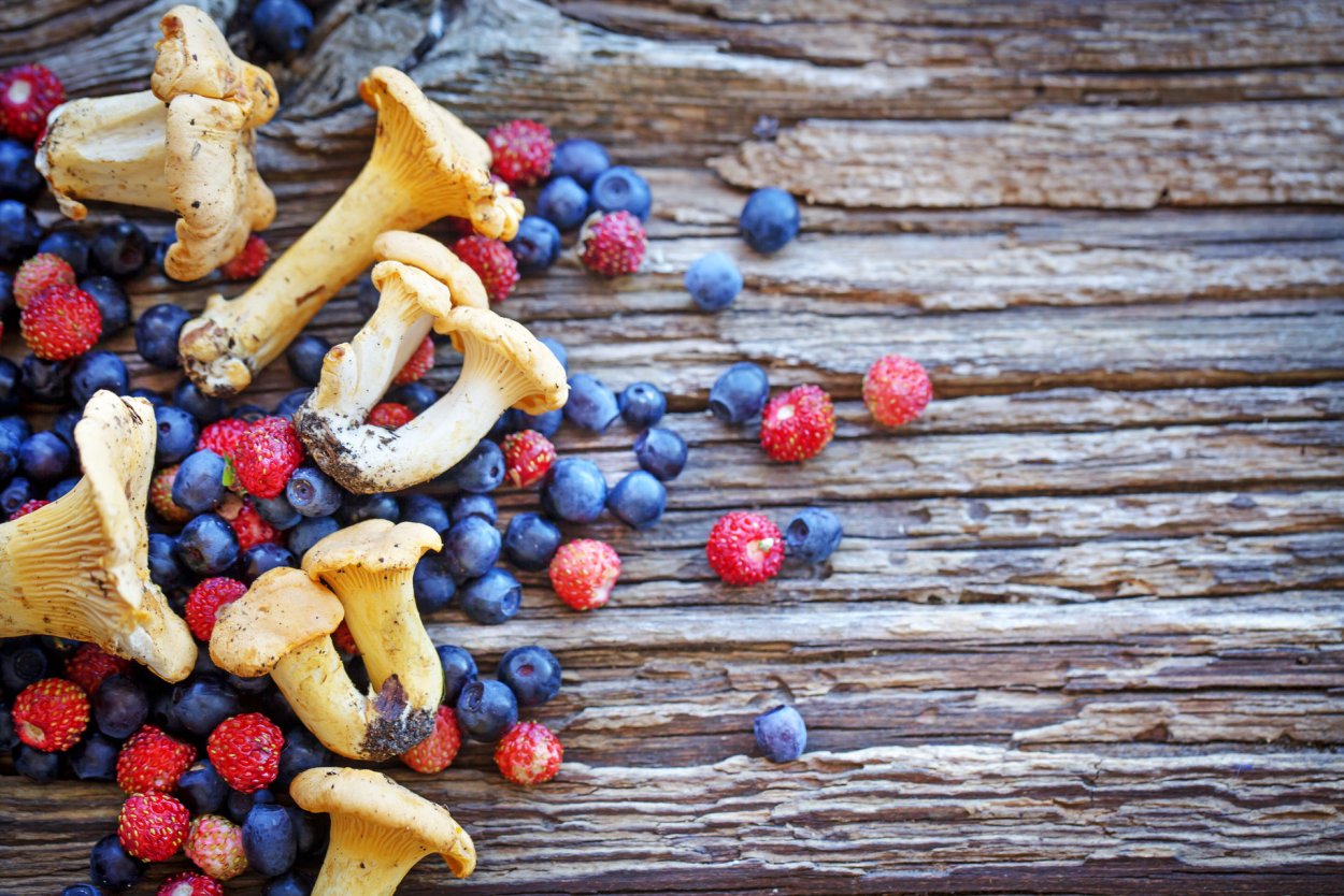 Гриб Лисичка и ягоды