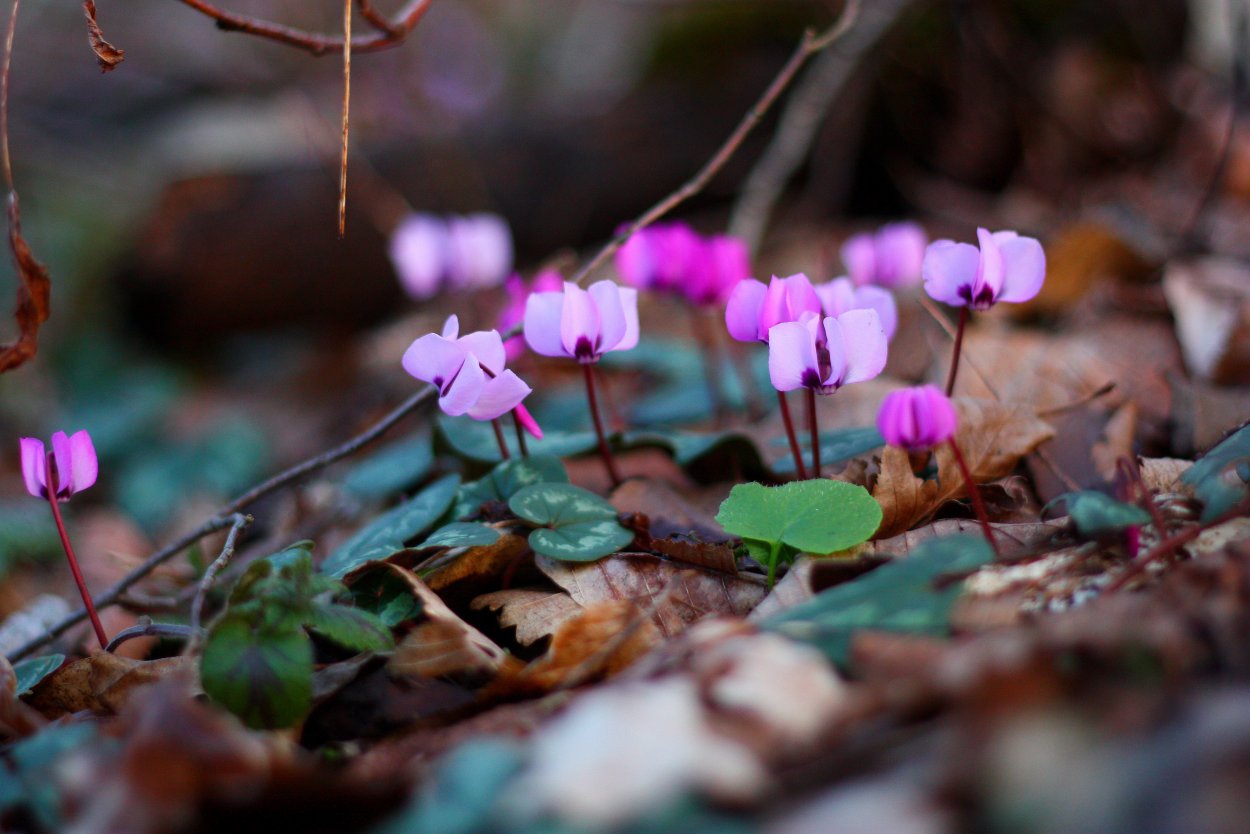 Национальный парк баварский лес Германия