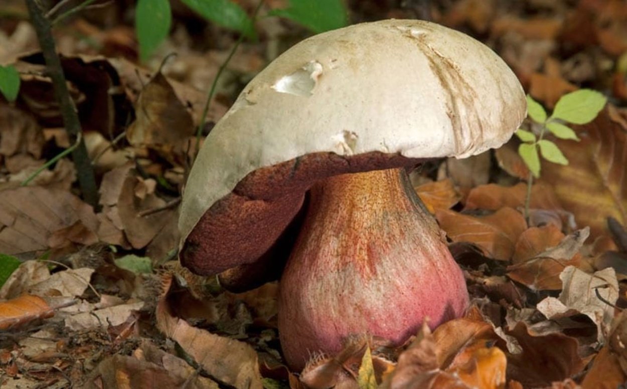 Подберезовик фото съедобные и несъедобные