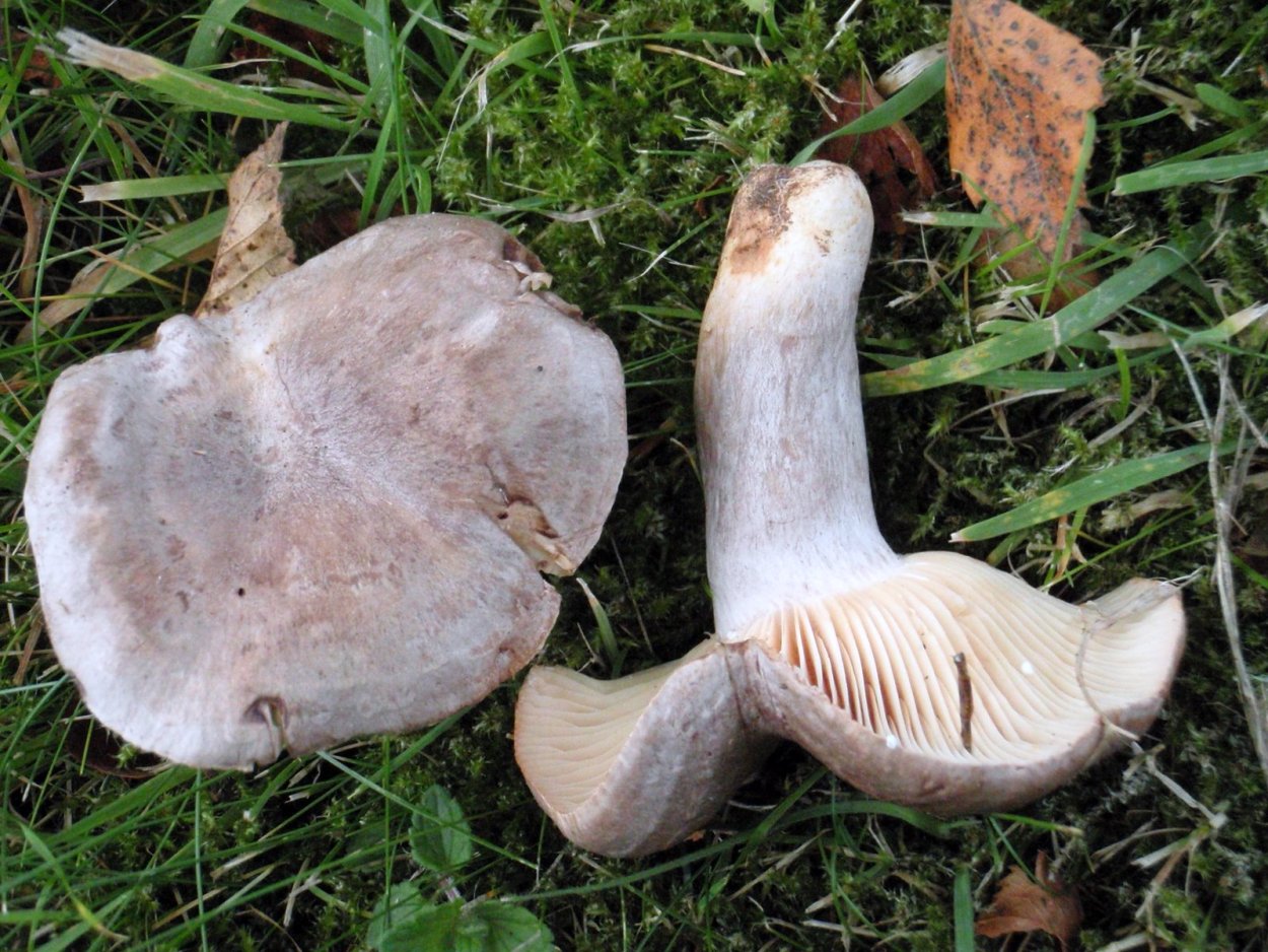 Сыроежка съедобный пластинчатый гриб