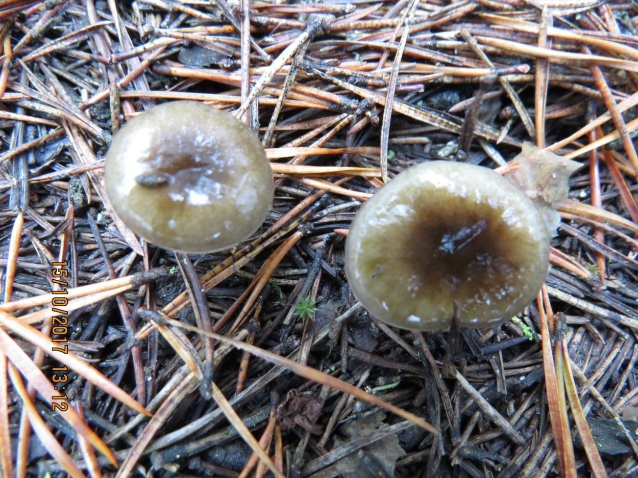 Млечник обыкновенный Гладыш