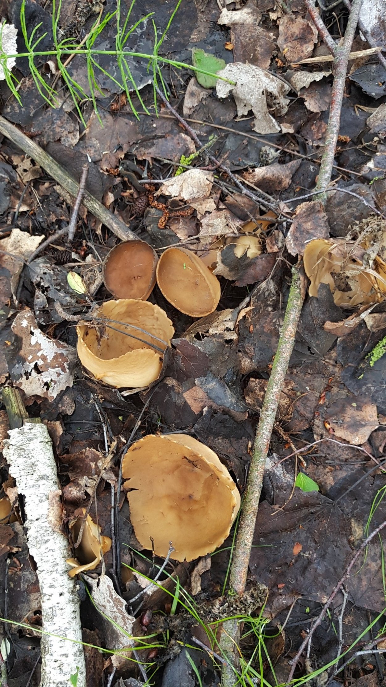 Мушрумы грибы