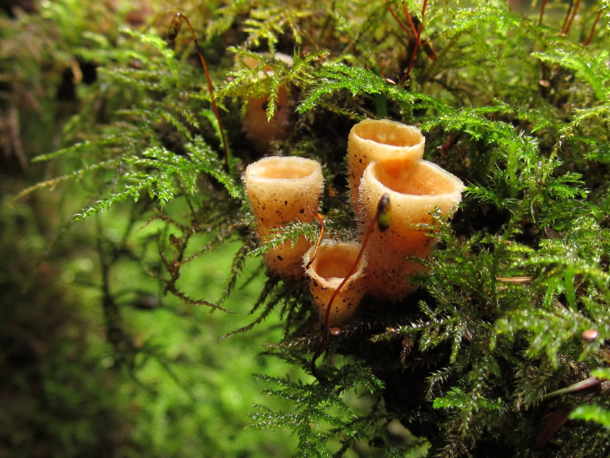 Грибы и папоротники