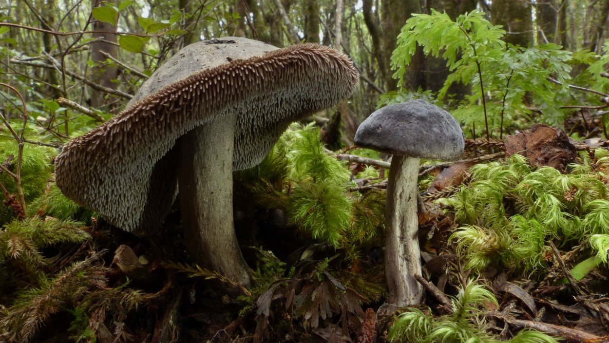 Трутовик обыкновенный fomes fomentarius