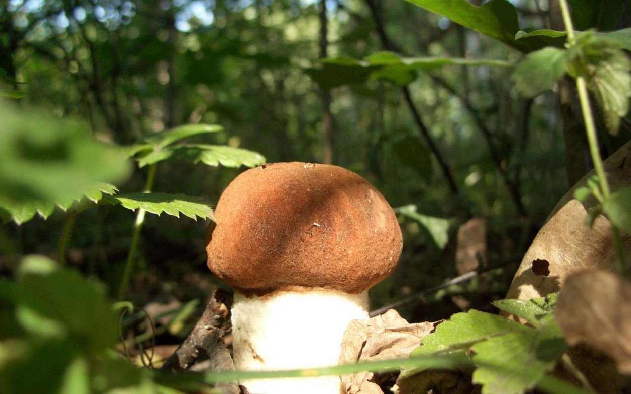 Грибы Журавки крымские