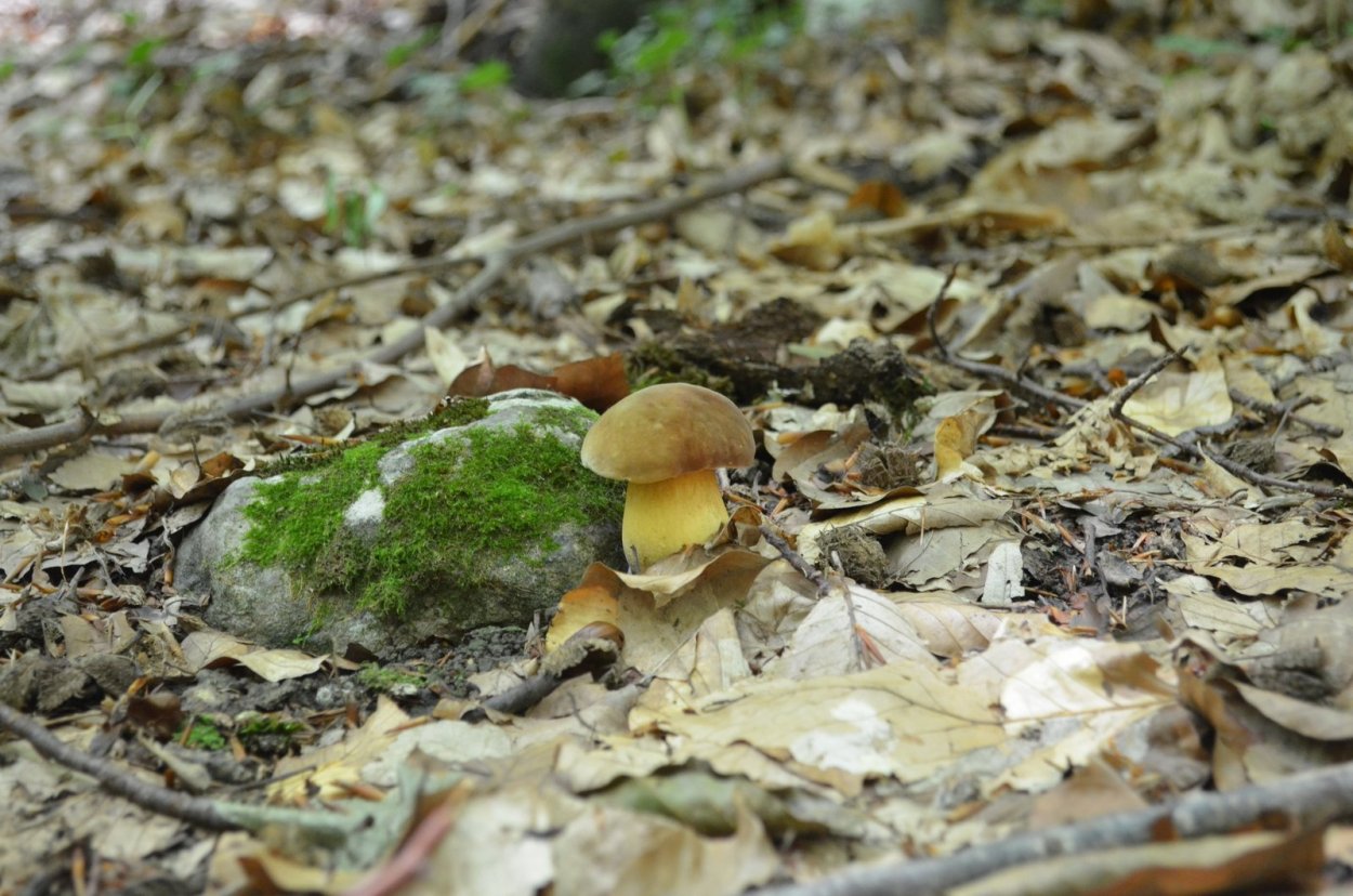 Груздь лиловый серушка