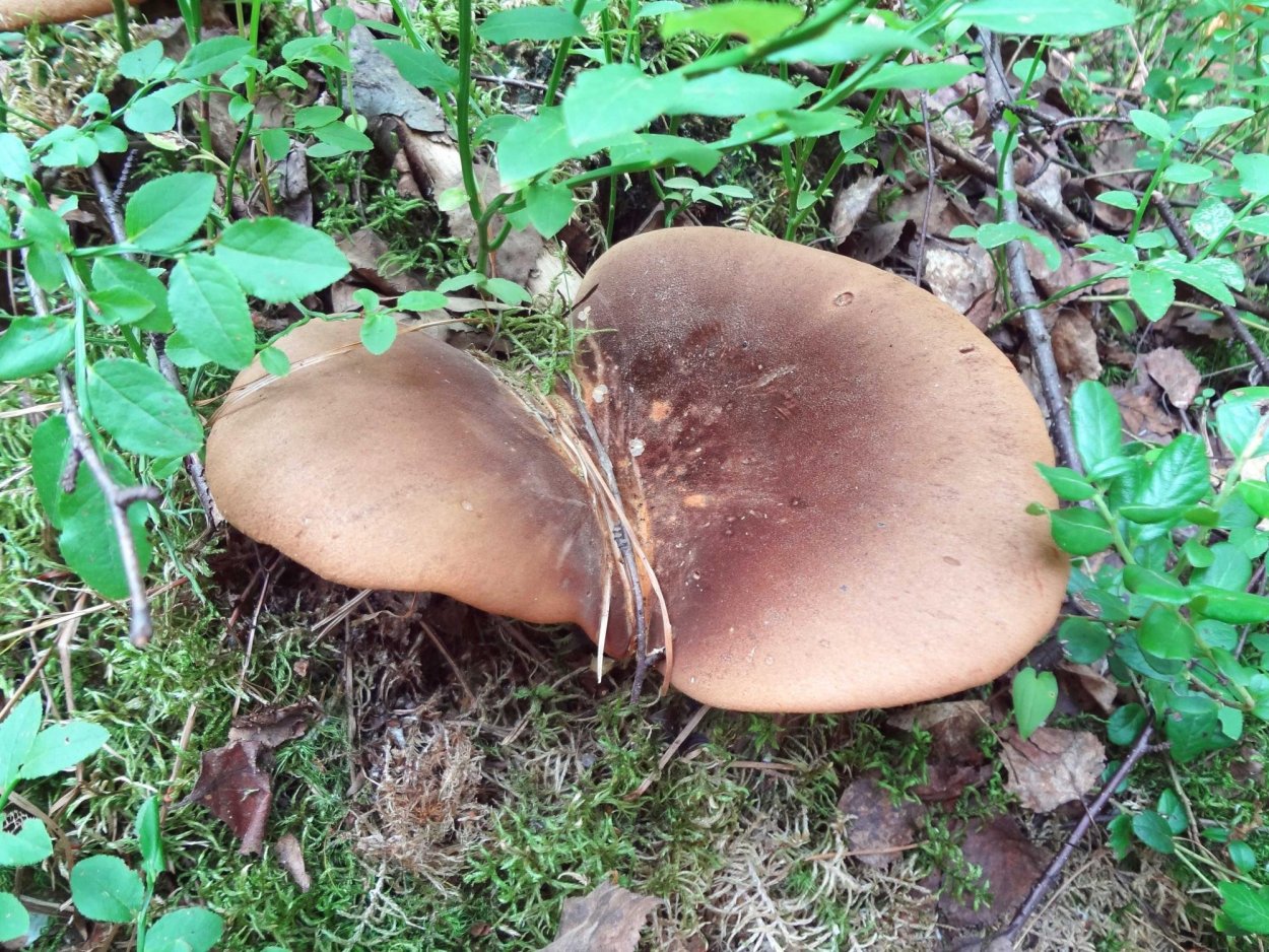 Большой гриб свинушка