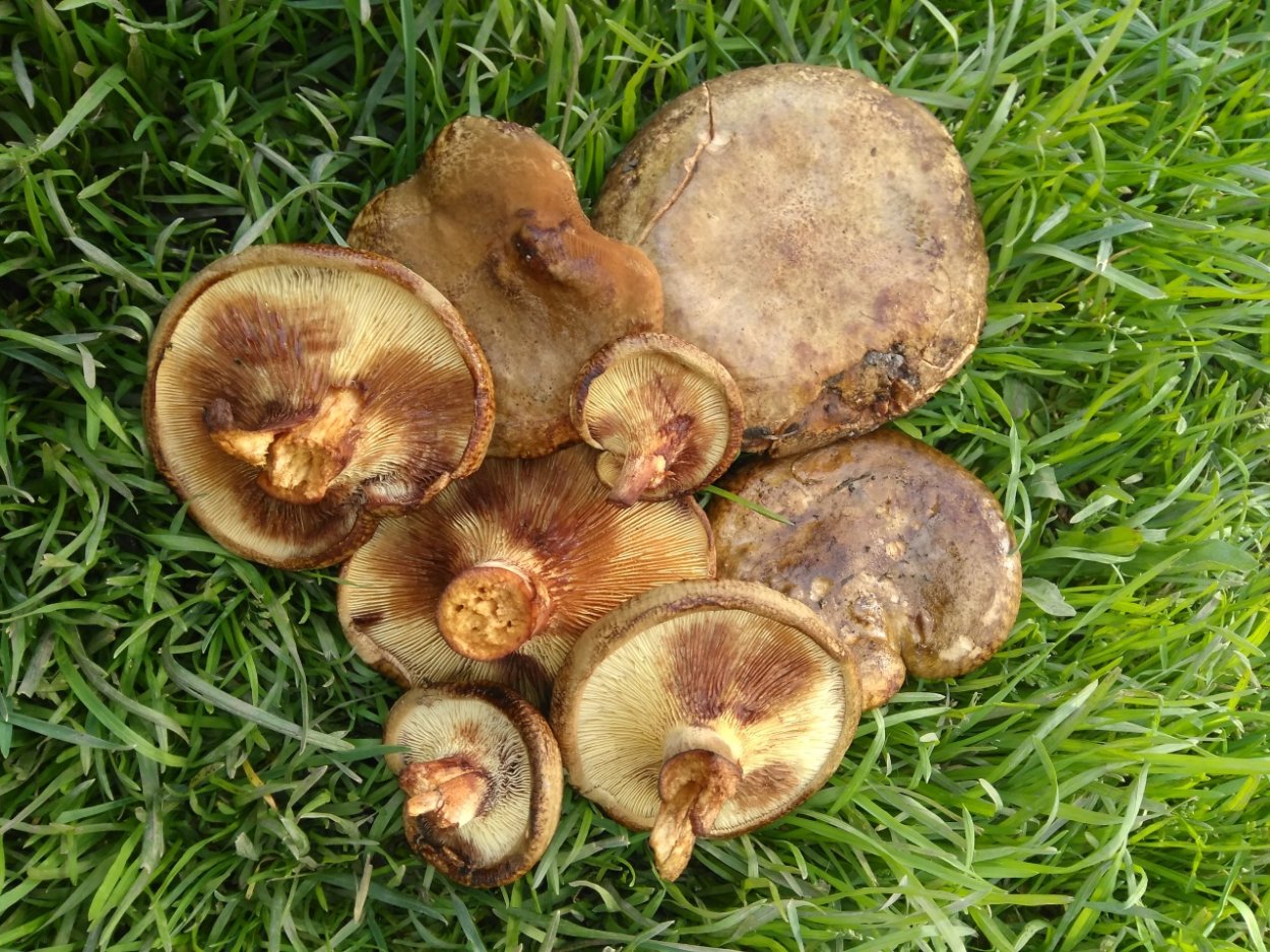 Lactarius volemus подмолочник