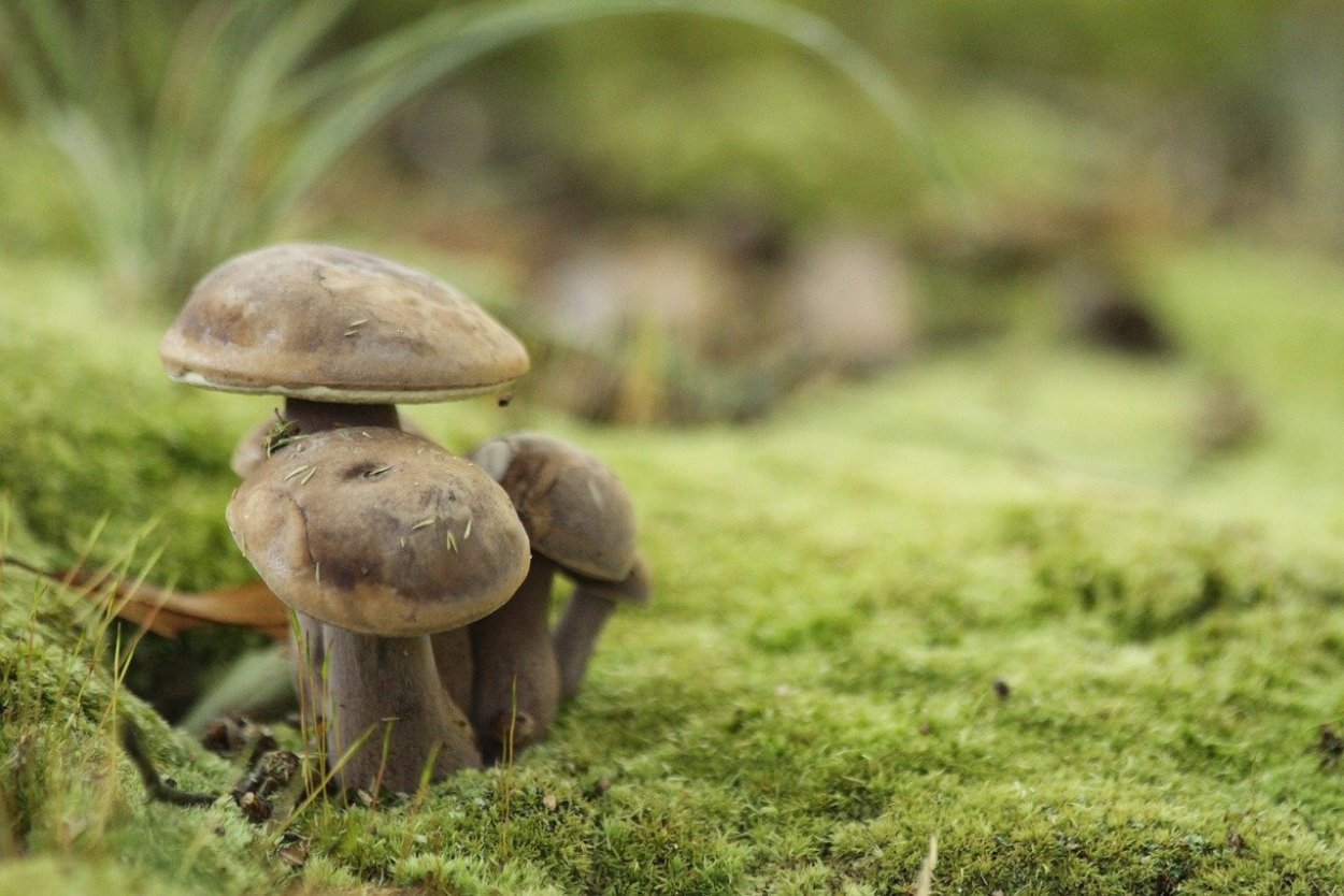 Грибок Лесной