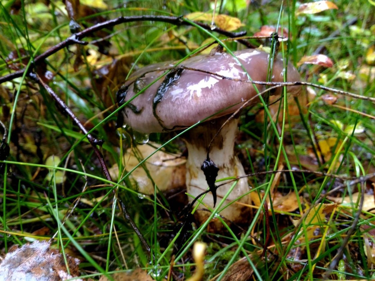 Гриб кульбик