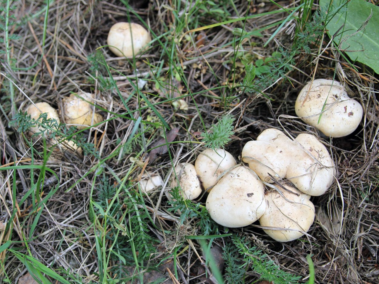 Грибной дождь мох