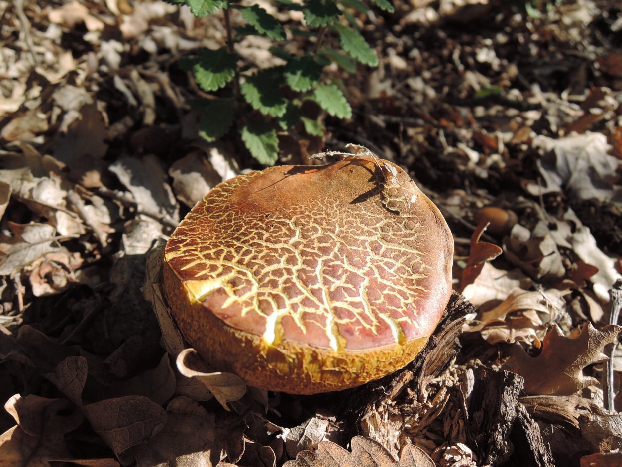 Грибы Петушки рядовки