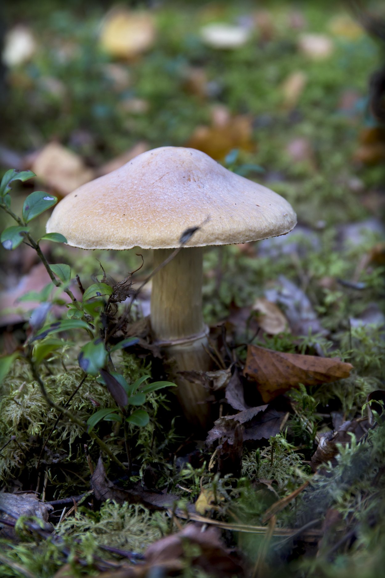 Мокруха Еловая (Gomphidius glutinosus)