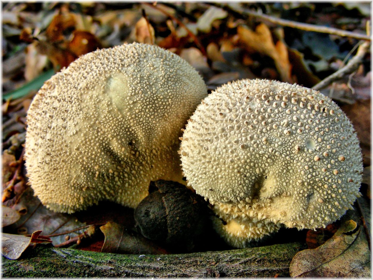 Lycoperdon mixtecorum