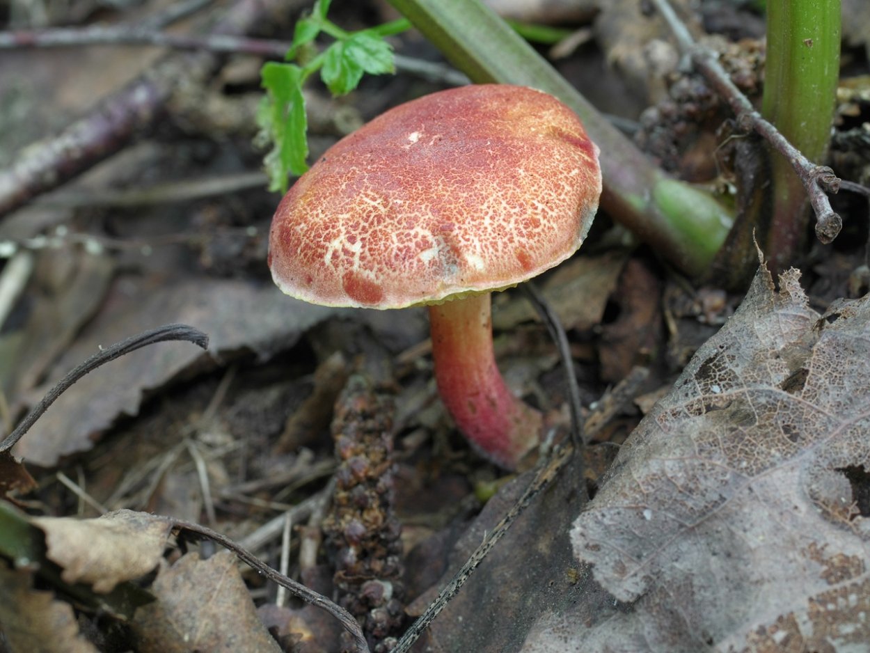 Моховик Прибрежный Xerocomellus ripariellus