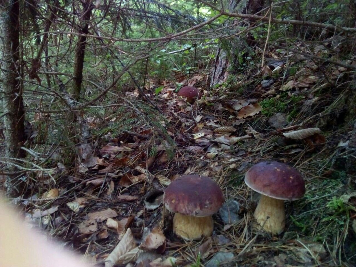 Моховик пестрый трещиноватый