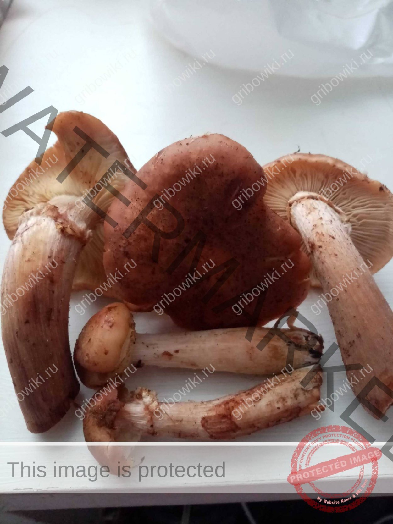 Гриб похожий на опенок на толстой ножке