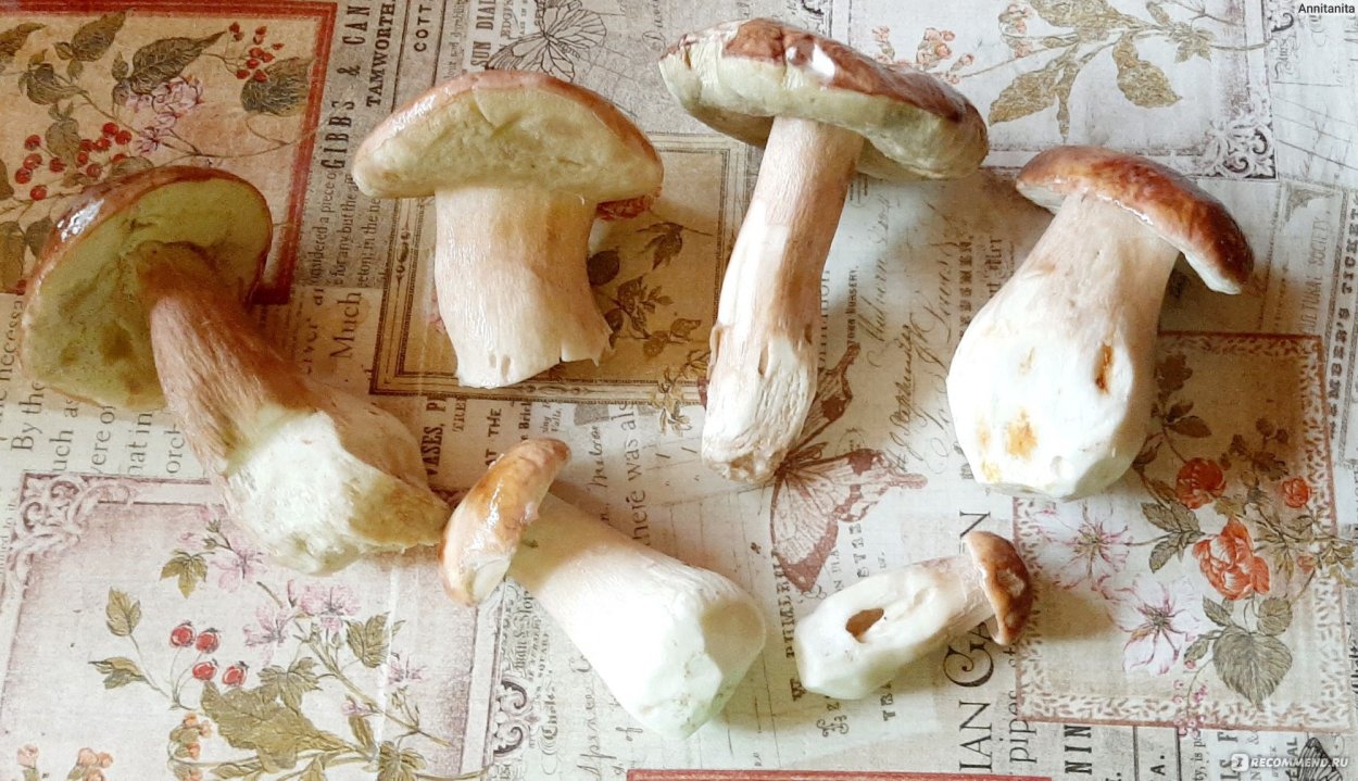 Пластинчатый гриб с коричневой шляпкой