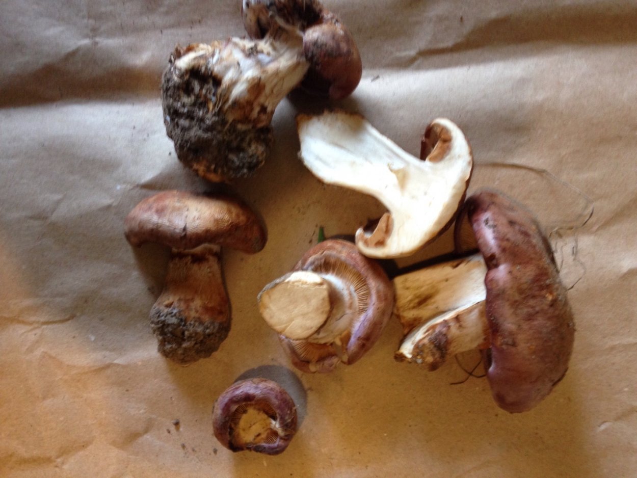 Гриб с темной шляпкой и толстой ножкой пластинчатый