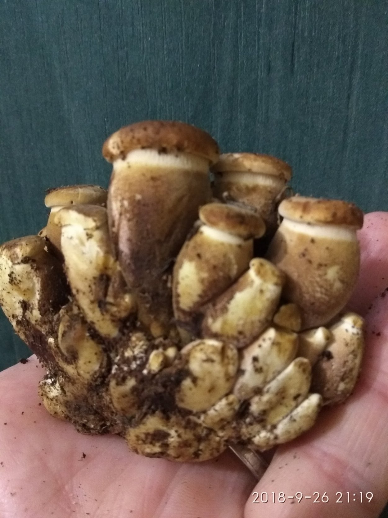 Паутинник с коричневой шляпкой и толстой ножкой