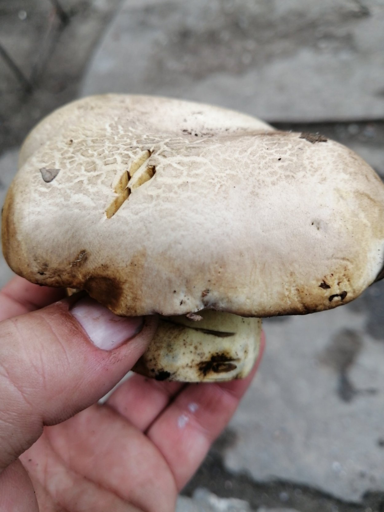 Опята в Абхазии