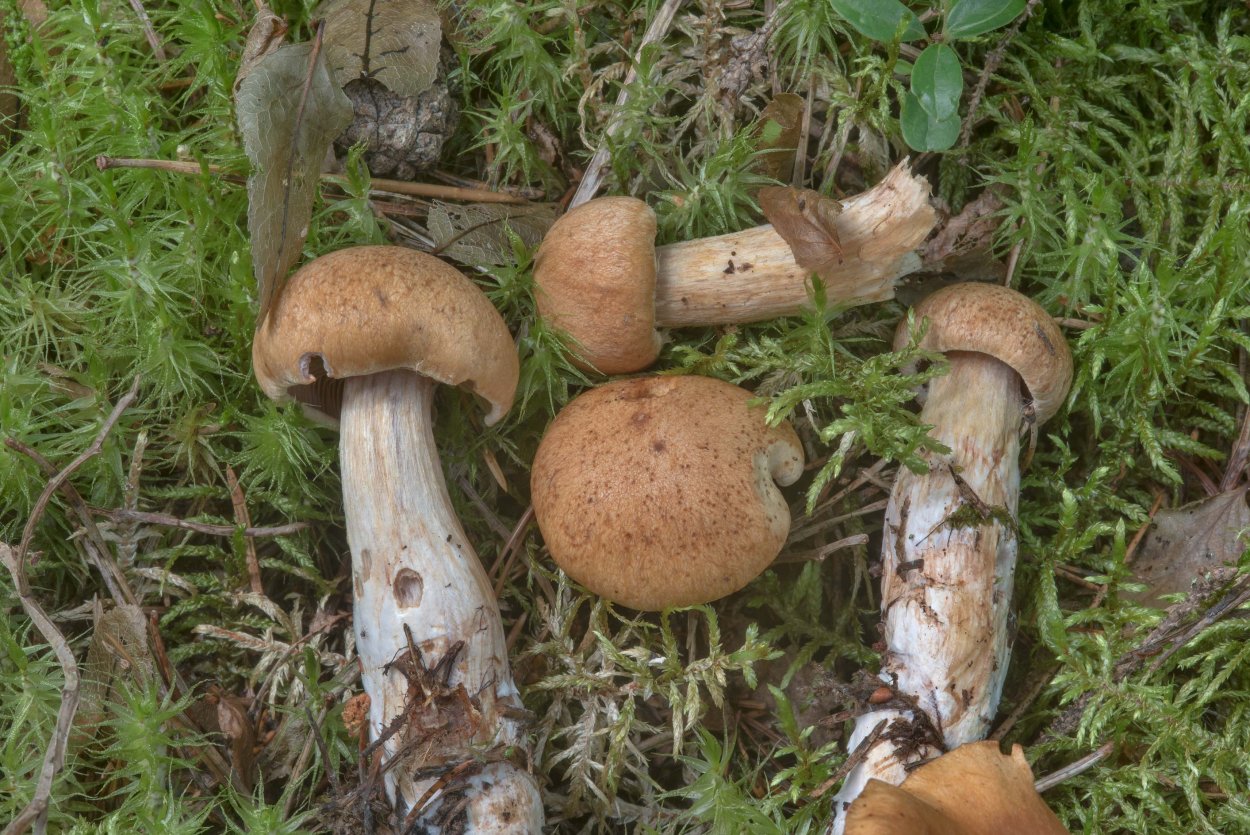 Желтый пластинчатый гриб с толстой ножкой