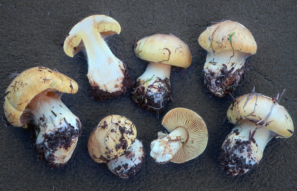 Паутинник съедобный толстушка