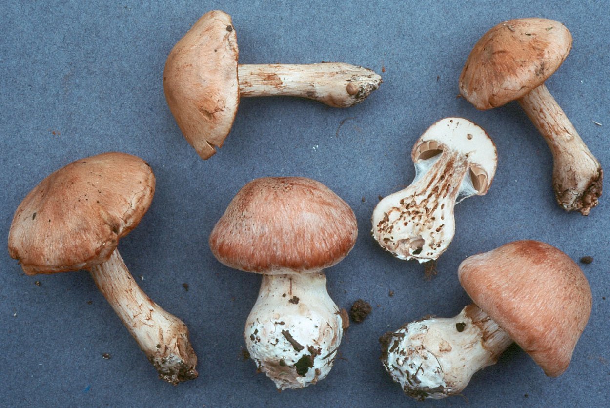 Груздь рядовка Тополевая