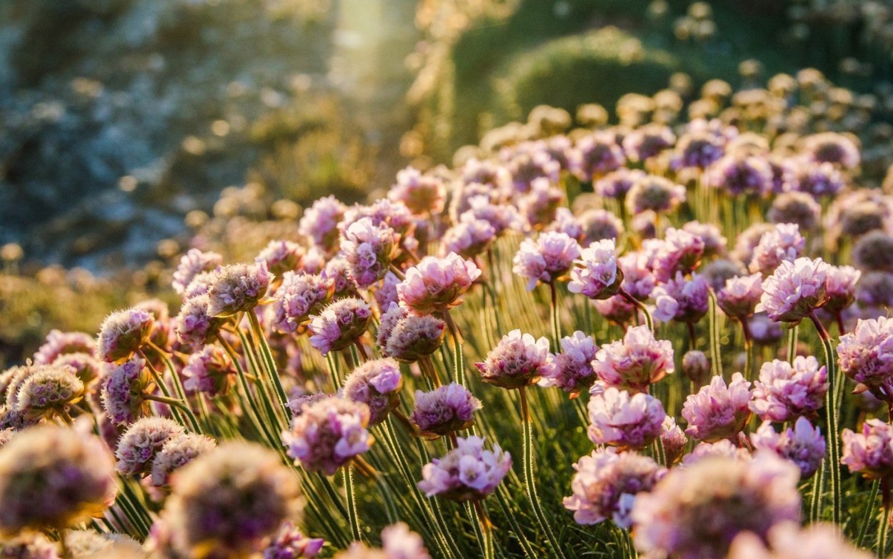 Клевер сухоцвет