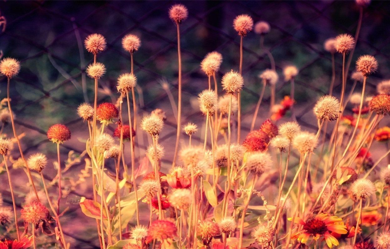 Сухие цветы