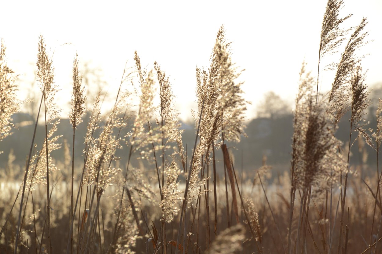 Сухая растительность