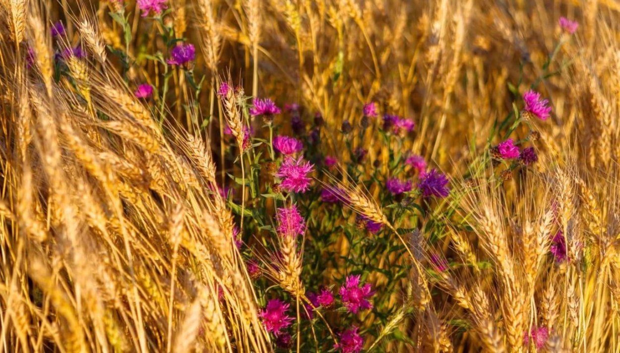 Поле полевых цветов