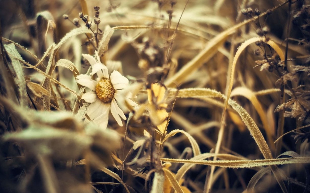 Увядшее растение