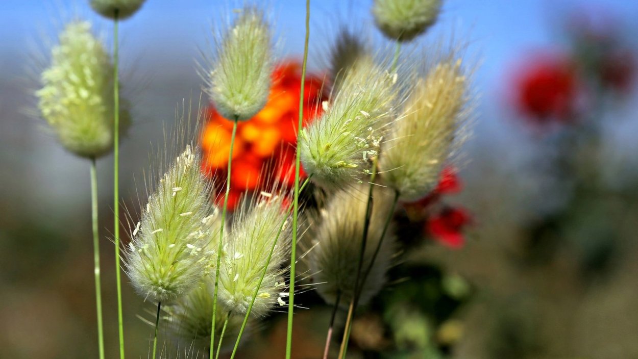 Трава для сухоцветов в поле