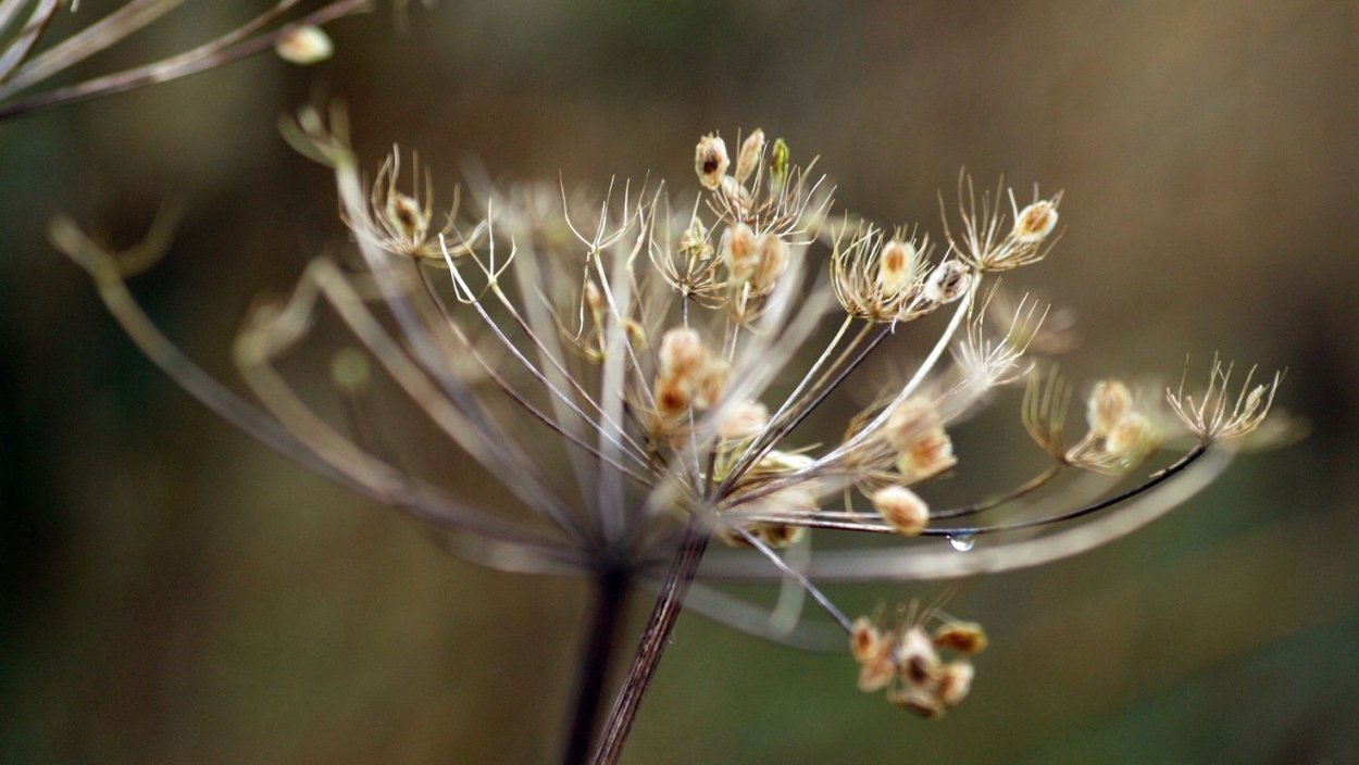 Красивая сухая трава
