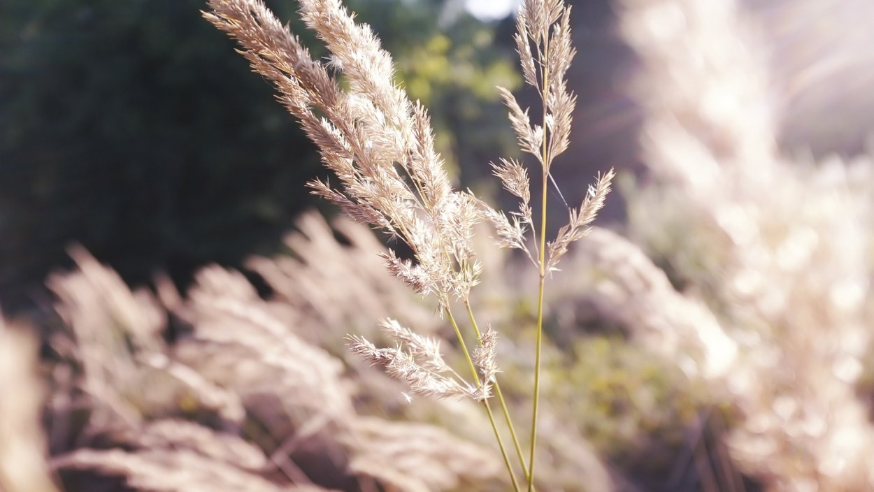 Сухая Полевая трава