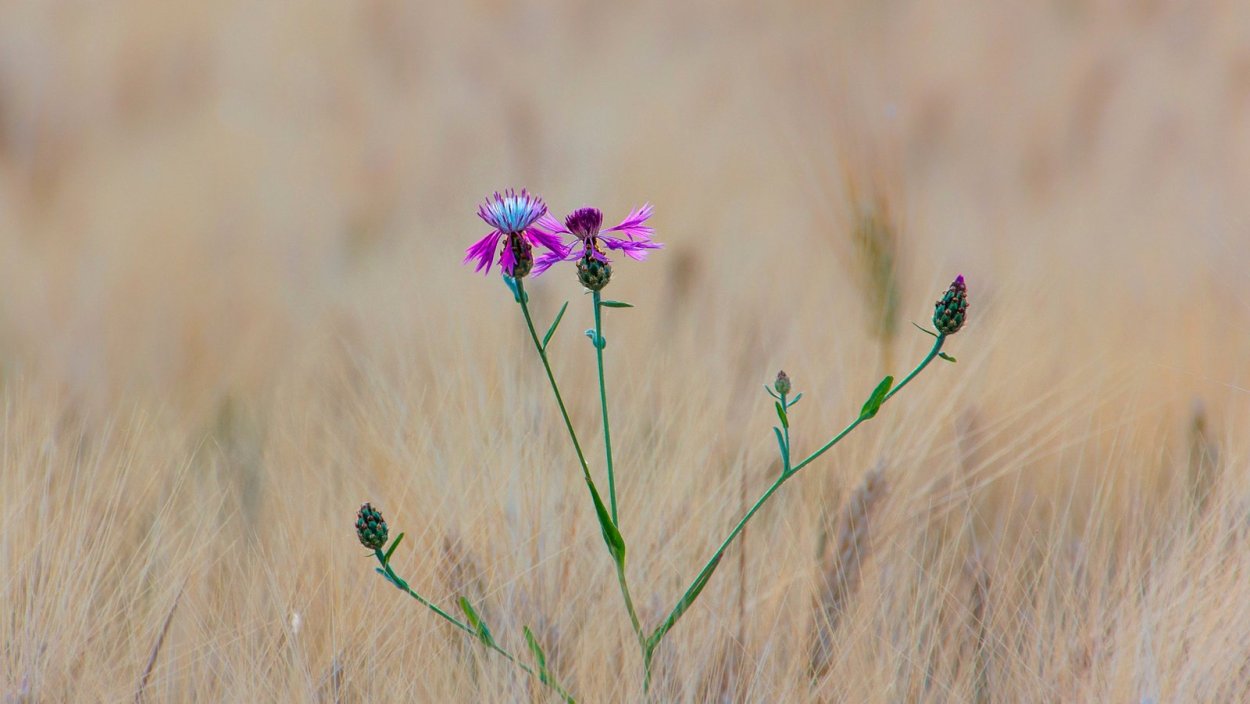 Полевой цветок один