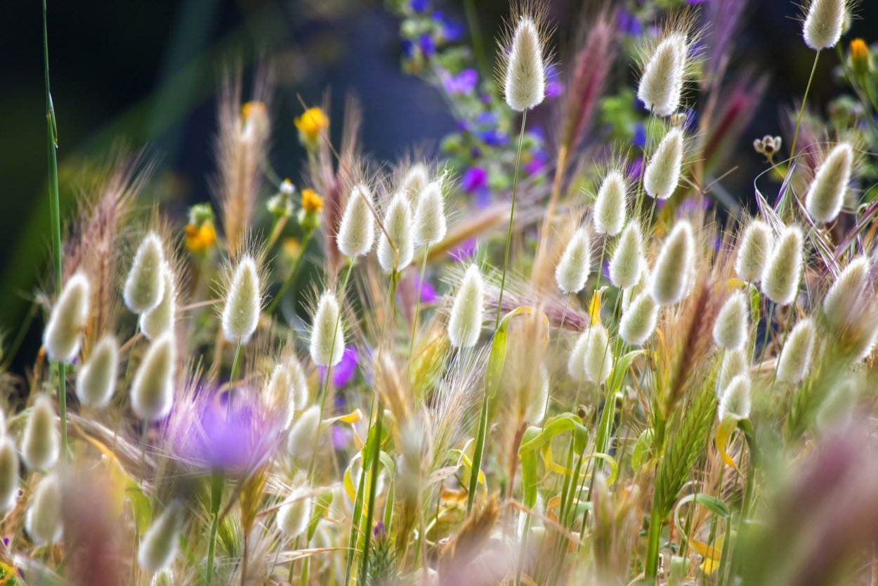 Разноцветная трава