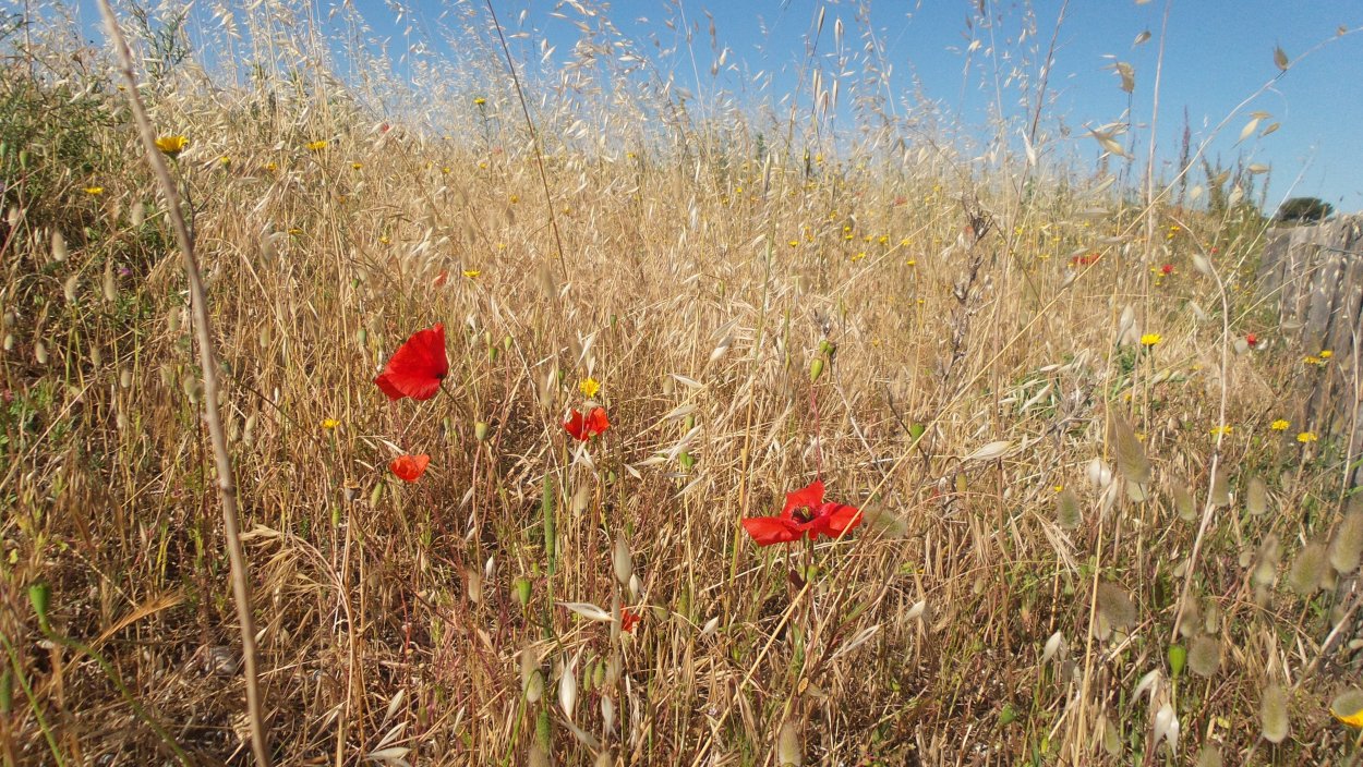 Сухая трава степь