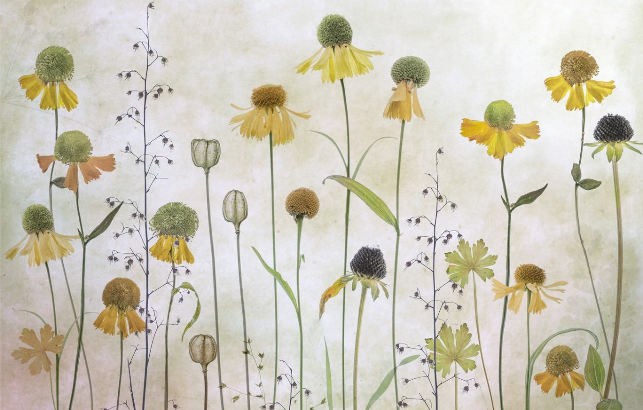 Гербарий рисунок