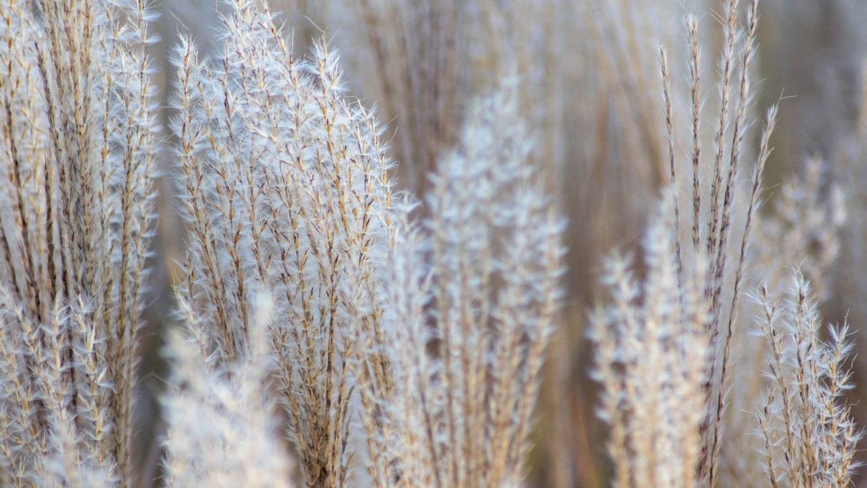 Пампасная трава фон