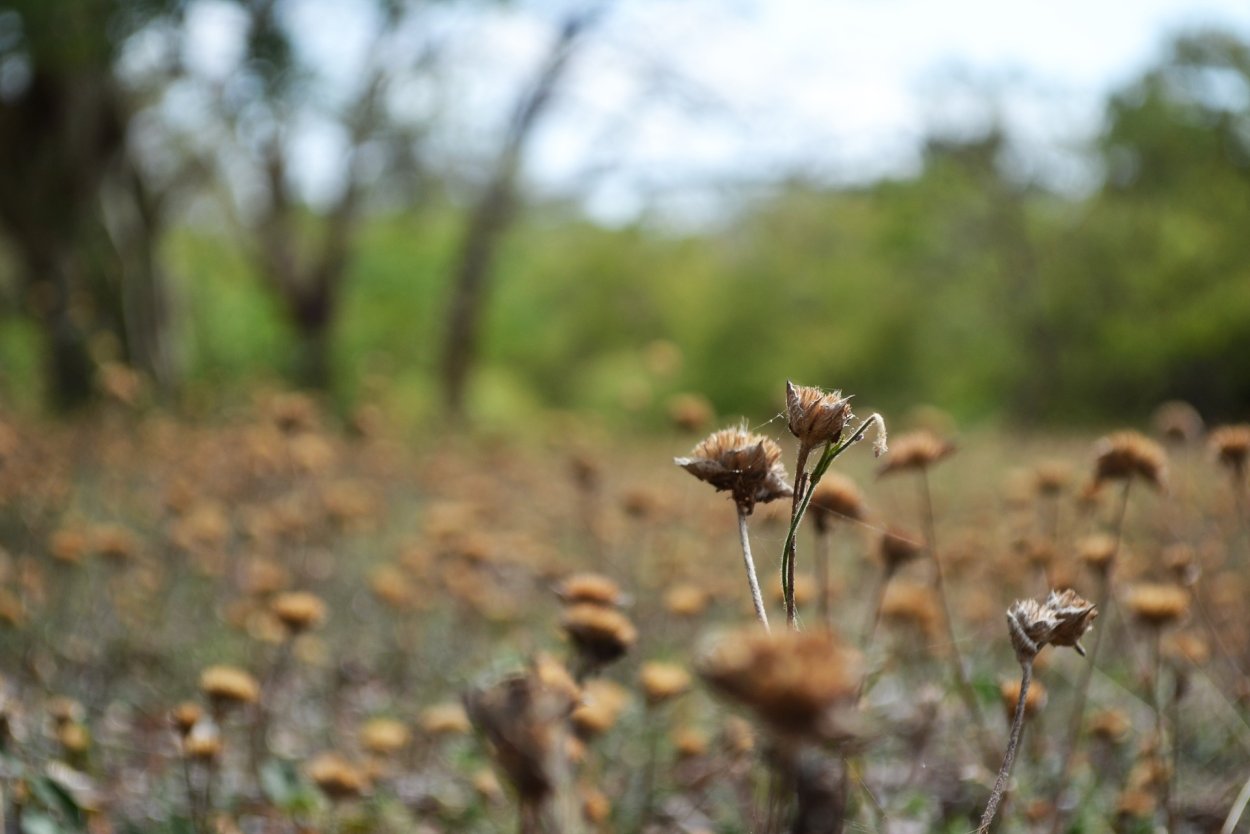 Высохли цветы
