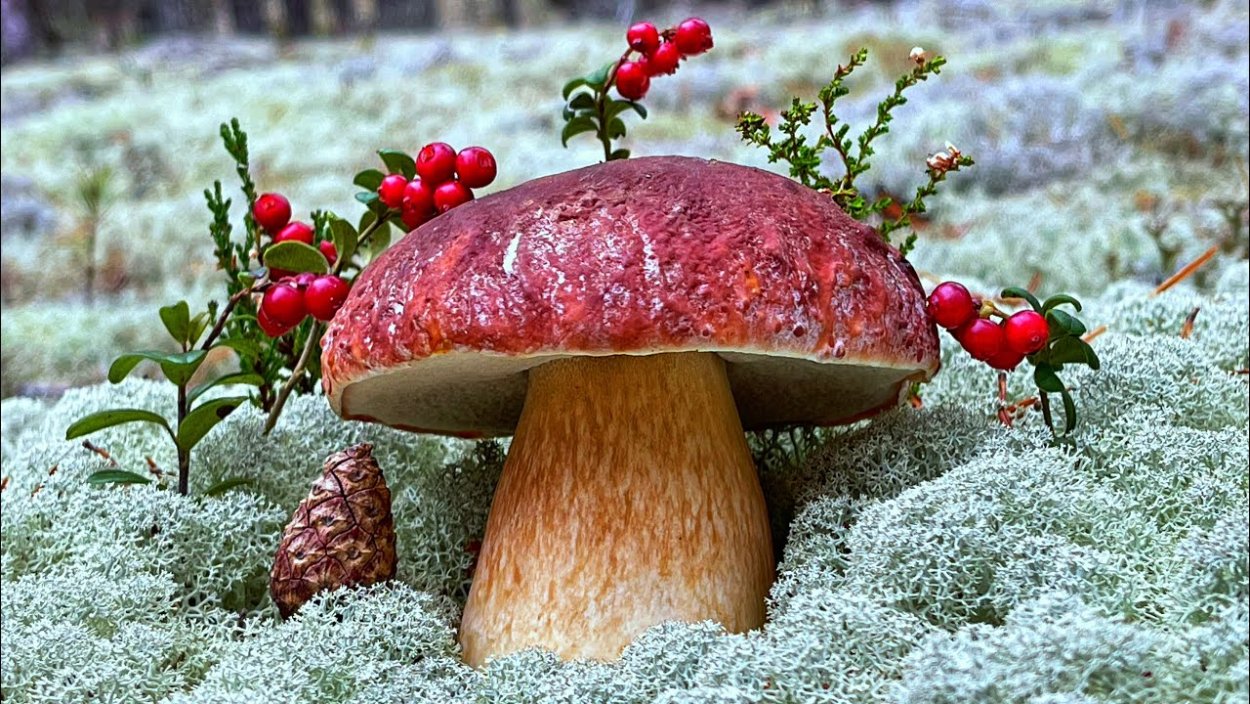 Подосиновик красный Болетовые