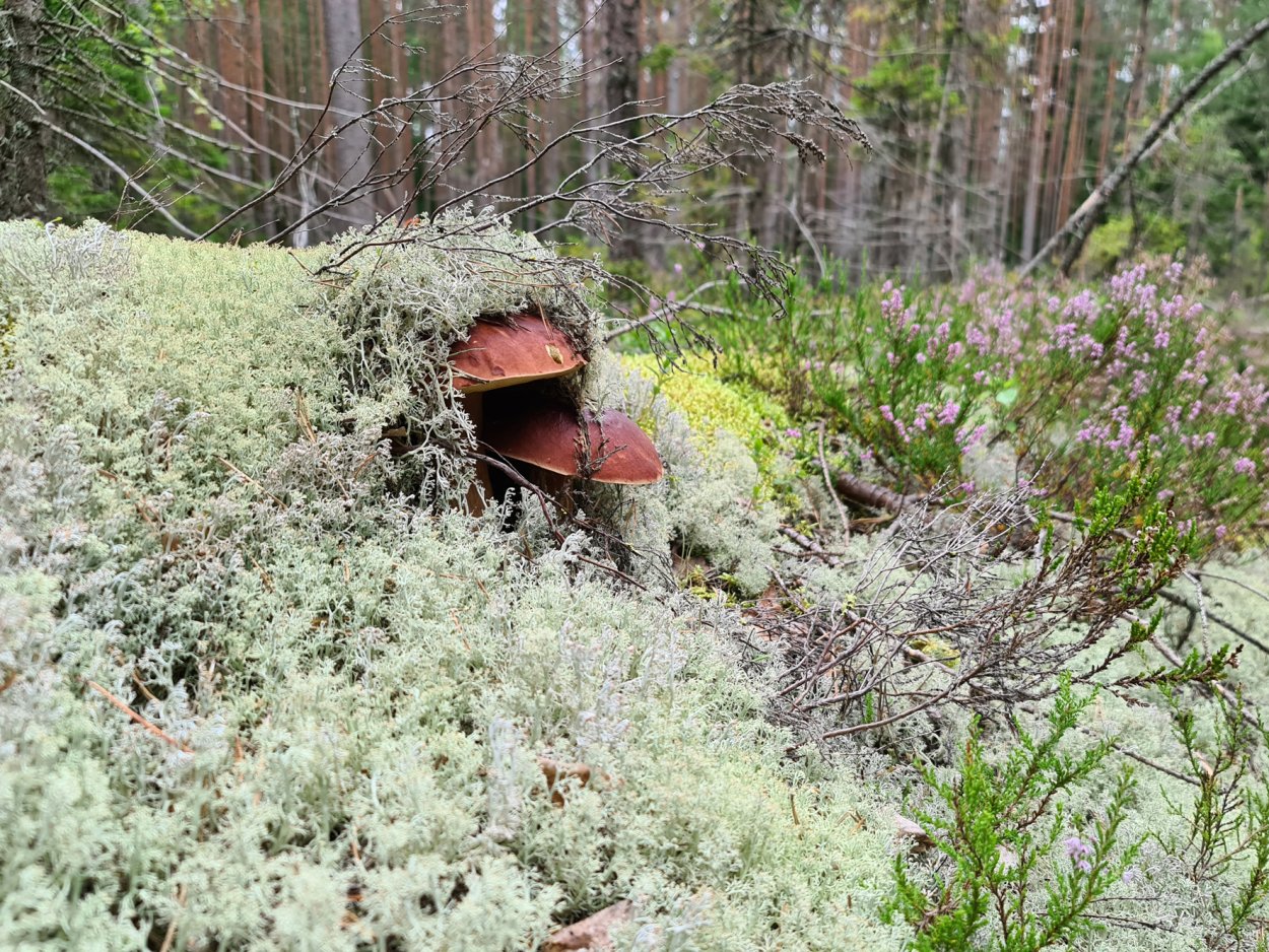 Сбор грибов в Карелии